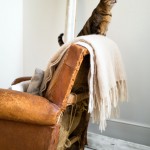 Bengal Cat